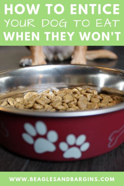 Picky Dog Eater, Low Calorie Dog Food, Venison Dog Food, Dog Eats, Diy Dog Food, Weight Gain Meals, Veggie Dogs, Food Topper, Dog Recipes