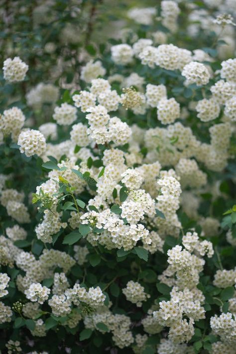 Blooming shrub with white flowers Spirea. Thunberg Spirea bush in blossom in summer garden stock images Yuletide Camellia, Spirea Bush, White Flowering Shrubs, Common Lilac, Viburnum Opulus, Syringa Vulgaris, Tree Peony, Pink Rose Flower, White Peonies