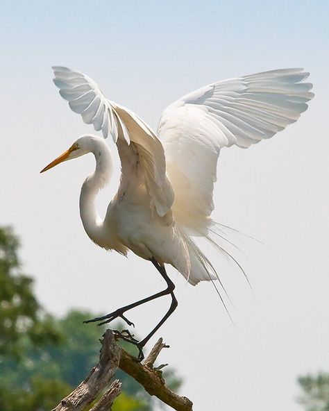 Animals Full Body Photography, Bird Reference Photos, Animal Reference Photos, Birds Reference, Flying Heron, Heron Photography, Cool Birds, White Objects, Milford Connecticut