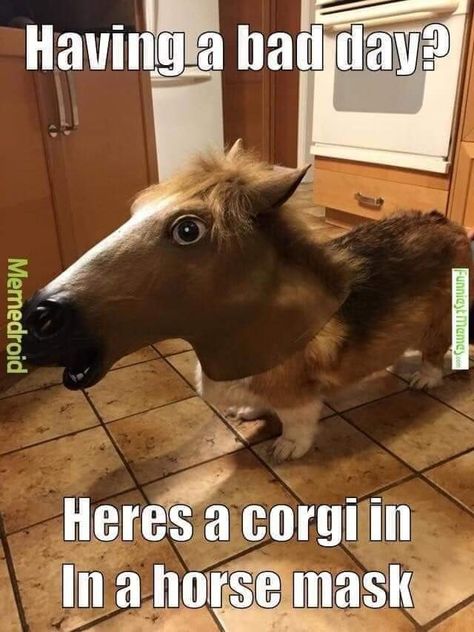 Corgi Meme, Dog Meme, Bestest Friend Quotes, Funny Dog Memes, Bestest Friend, Friends Quotes Funny, Dog Memes, Animal Memes, Cute Funny Animals