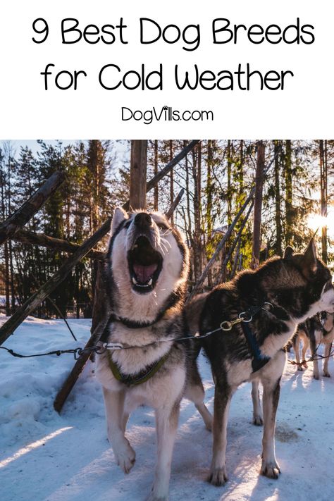 Looking for the best dog breeds for cold weather? We've got you covered! Read on for the top 9 breeds that can handle a chilly environment! Winter Dog House, White Dog Breeds, Cold Weather Dogs, Winter Tips, Dog Breeds List, Scary Dogs, Loyal Dogs, Bear Dog, Best Dog Breeds