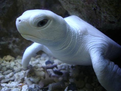 Albino sea turtle. For my mom she loves sea turtles Albino Sea Turtle, Albino Turtle, See Turtle, Sea Turtle Reference Photo, Animal Psychology, Common Musk Turtle, Rare Albino Animals, Turtle Island Indigenous, Baby Sea Turtles