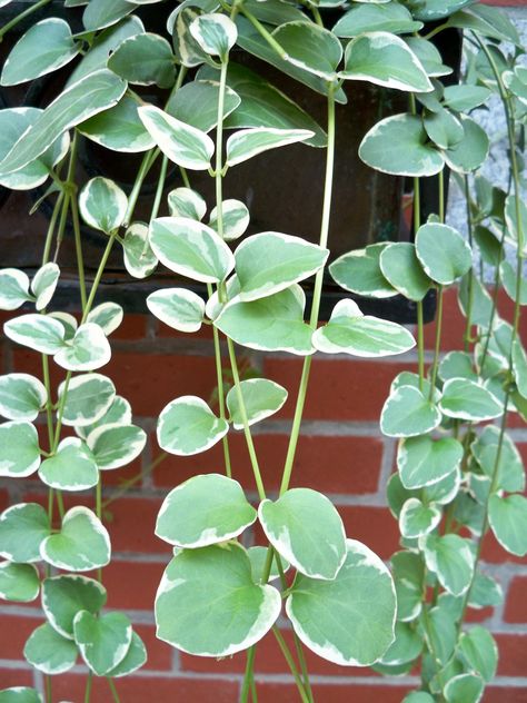 Vinca Vine Hanging Baskets, Diy Hanging Baskets, Vinca Rosea, Vinca Vine, Vinca Minor, Hanging Herbs, Terracotta Flower Pots, Hanging Flower Baskets, Hanging Plant Holder