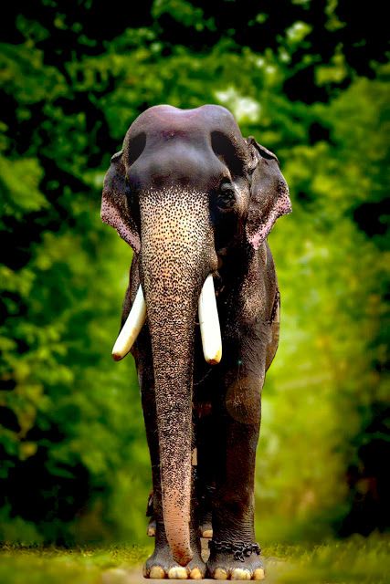 Mangalamkunnu Karnan Hd Photos, Kerala Elephant Wallpaper, Melmalayanur Angalamman Photos, Kalaignar Karunanidhi Hd Images, Kerala Elephant, Elephant Kerala Photography, About Kerala, Elephant Photography, Elephant Images