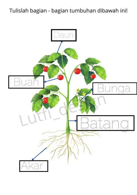 Tema Tanaman Untuk Tk, Healthy Food Activities For Preschool, Healthy Food Activities, Indonesian Language, Kids Worksheets Preschool, Food Activities, Paper Doll Template, Preschool Art Activities, Rainbow Crafts