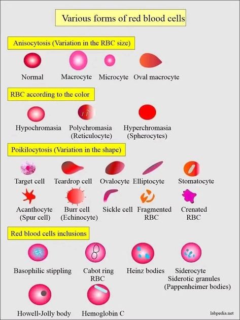 Cell Membrane Structure, Medical Lab Technician, Medical Laboratory Technician, Abnormal Cells, Medical Laboratory Science, Biology Lessons, Medical School Inspiration, Biology Notes, White Blood Cells