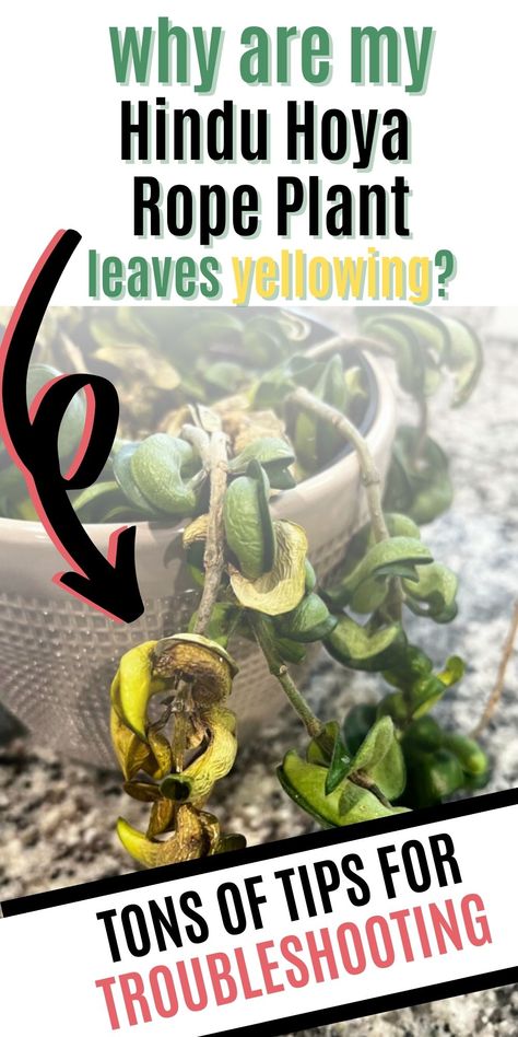 The top causes of hindu hoya rope plants yellowing and specific ways to fix each problem! Hoya Hindu Rope Plant, Hindu Rope Plant, Lucky Plant, Plant Cuttings, Yellow Leaves, All About Plants, Fix It, Plant Care, Plant Leaves