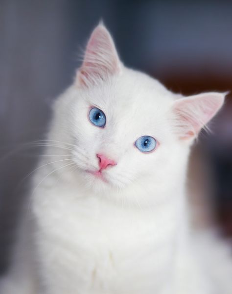 Close-up portrait of a fluffy white cat ... | Premium Photo #Freepik #photo #blue White Cat With Blue Eyes, White Cat Breeds, Silver Tabby Cat, Ragdoll Cat Breed, Cat Outline, Bengal Kitten, Cat With Blue Eyes, Cat Hiding, Red Cat