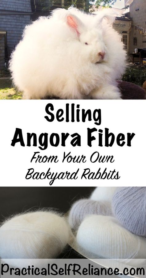 Selling Angora Fiber from Backyard Rabbits Rabbit Yard Ideas, German Angora Rabbit, French Angora Rabbit, Fiber Farm, Raising Rabbits For Meat, Angora Bunny, Rabbit Farm, Meat Rabbits, Raising Rabbits