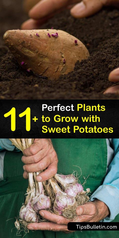 Sweet Potato Plant Companions - What Grows Well with Sweet Potatoes Sweet Potato Companion Planting, Bucket Planting, Plant Companions, Potato Companion Plants, Potato Plant, Harvest Storage, Container Potatoes, Sweet Potato Plant, Best Sweet Potato