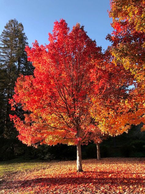 11/17/2021 October Rust, Cosmic Universe, Autumn Photos, Nature Aesthetics, Bike Aesthetic, Fall Trees, Autumn Magic, Autumn Tree, Autumn Festival