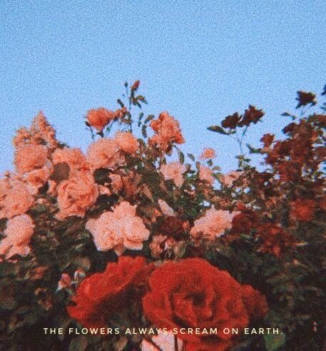 forever the flowers. Plant Aesthetic, Photo Wall Collage, Photo Vintage, Aesthetic Collage, Aesthetic Grunge, Red Aesthetic, Retro Aesthetic, Aesthetic Vintage, The Flowers