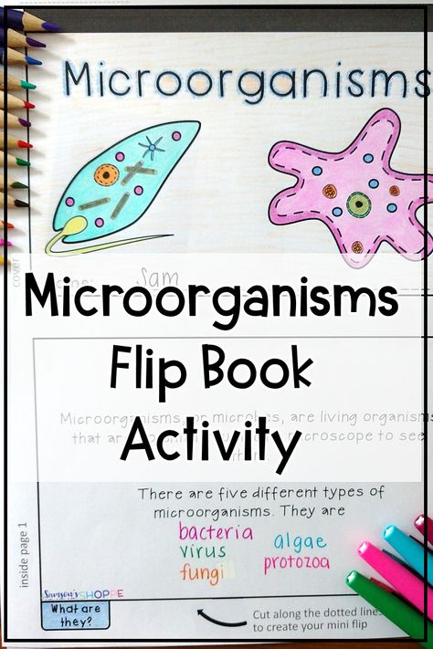 Microorganisms for kids | Use this project to review the types of microorganisms with your grade 4, 5, and 6 science students. Use your biology notes to fill in information about bacteria, virus, fungi, algae, and protozoa. #biology #microorganism #5thgradescience Microorganisms Notes, Microorganisms Project, Microorganisms Art, Microorganisms Microbiology, Types Of Microorganisms, Notes Science, Esl Materials, Cell Diagram, Human Body Projects