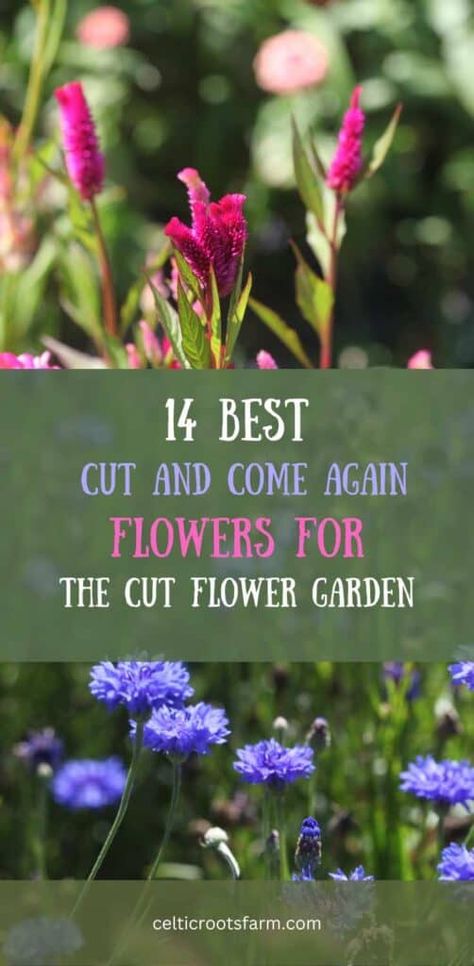 pinterest pin from blog post on best cut and come again flowers Planting Raised Garden Beds, Plant In Vase, Zinnia Bouquet, Growing Cut Flowers, Zinnia Elegans, Succession Planting, Cosmos Flowers, Cut Flower Garden, Flower Care