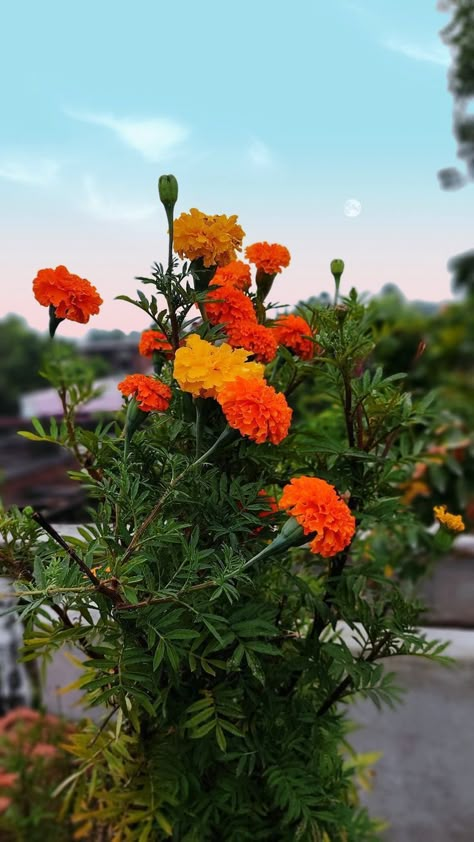 Flowers To Post On Instagram, Plants Photography Aesthetic, Snapchat Flowers Pics, Flower Pics Photography, Aesthetic Flower Pics, Flowers Photography Aesthetic, Garden Snap, Plant Snap, Nature Snap