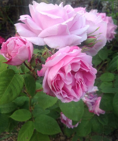 Old rose Bourbon Queen pink highly fragrant. Old Fashioned Roses, Old English Roses, Cottage Garden Roses, Heritage Rose, Old Garden, Sweet Candles, Heirloom Roses, David Austin Roses, Garden Rose