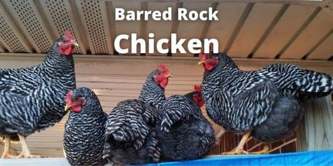 Barred Rock Rooster, Barred Plymouth Rock Chickens, Largest Chicken Breed, Barred Rock Chickens, Chicken Bar, Plymouth Rock Chicken, Chicken Facts, Laying Chickens Breeds, Barred Rock