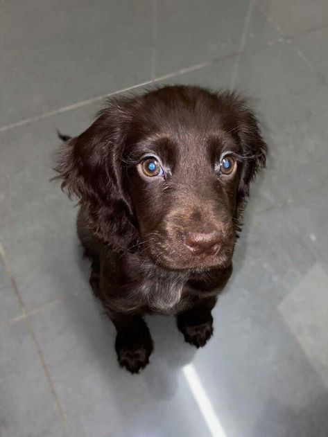 Video Of Cocker Spaniel With Disney Looks Goes Viral On TikTok Sprocker Spaniel Puppies, Chocolate Cocker Spaniel, Sprocker Spaniel, Black Cocker Spaniel, Boykin Spaniel, Working Cocker, Viral On Tiktok, Cocker Spaniel Puppies, Cognitive Science