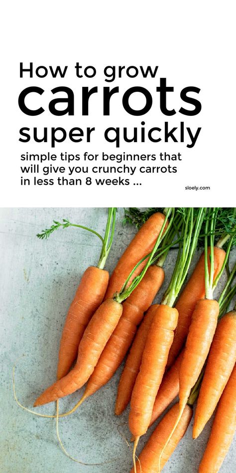 Carrots Growing Tips, Carrots Planting Growing, Best Way To Grow Carrots, How To Plant Carrots From Seeds, Planting Carrots In Containers, How To Grow Carrots, Carrots Plant, Bunny Therian, Growing Carrots In Containers