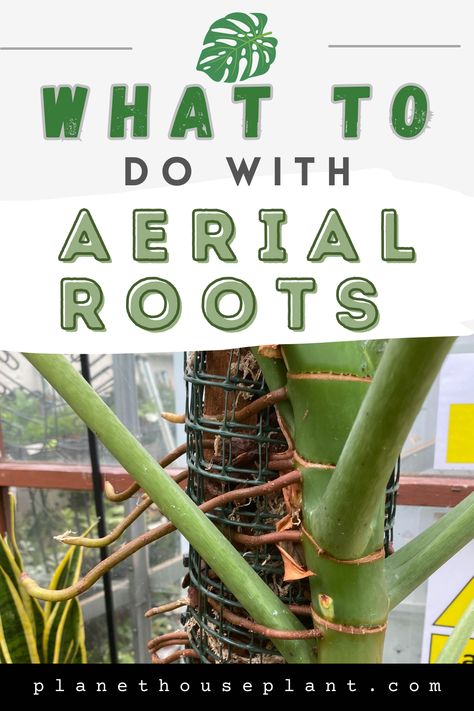 Monstera Deliciosa Support, Propagating A Monstera, Aerial Roots Monstera, Monstera Air Roots, Monstera Plant Trellis, Repotting A Monstera Plant, How To Support Monstera Plant, Soil For Monstera Plant, Monstera Plant Support Diy