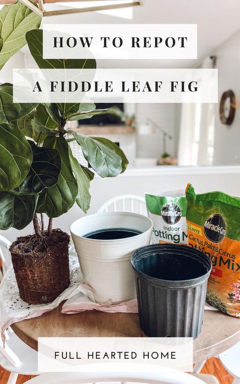 Indoor Fiddle Leaf Fig, Best Pot For Fiddle Leaf Tree, Fiddle Leaf Plant Pot, Fiddle Leaf Tree Pot Ideas, Pot For Fiddle Leaf Fig Tree, Fiddle Fig Plant, Fiddle Leaf Fig Tree Care, Mini Fiddle Leaf Fig, Fiddle Leaf Fig Soil Mixture