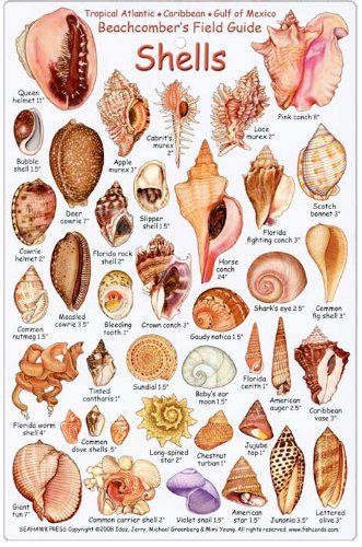 Seashell Identification, Art Coquillage, Ocean Treasures, Shell Crafts Diy, Shell Decor, Shell Beach, Seashell Art, Beach Crafts, Seashell Crafts