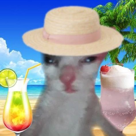 Vacation Reaction Pic, Summer Pfps Beach, Beach Reaction Pic, Summer Aesthetic Profile Picture, Beach Cat Aesthetic, Summer Reaction Pics, Beach Spotify Covers, Summer Cat Aesthetic, Fun Profile Pictures