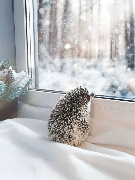 Hedgehog and winter magic outside Hedgehog Pet, Baby Hedgehog, A Hedgehog, Baby Animals Pictures, Cute Hedgehog, Winter Magic, Baby Animals Funny, Cute Animal Photos, Jolie Photo