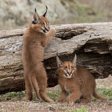 Two Little Caracal  | Photo by © Pia von Steegen  #babyanimalhd Caracal Kittens, Cat Habitat, Caracal Cat, Cat Whiskers, Cat Family, Kittens Funny, Domestic Cat, Wildlife Animals, Lynx