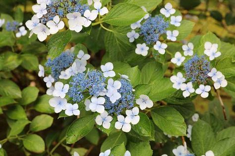 Hydrangea serrata 'Bluebird' Hydrangea Arborescens Annabelle, Hydrangea Serrata, Bigleaf Hydrangea, Types Of Hydrangeas, Plantain Lily, Smooth Hydrangea, Hydrangea Blue, Hydrangea Arborescens, Hydrangea Quercifolia