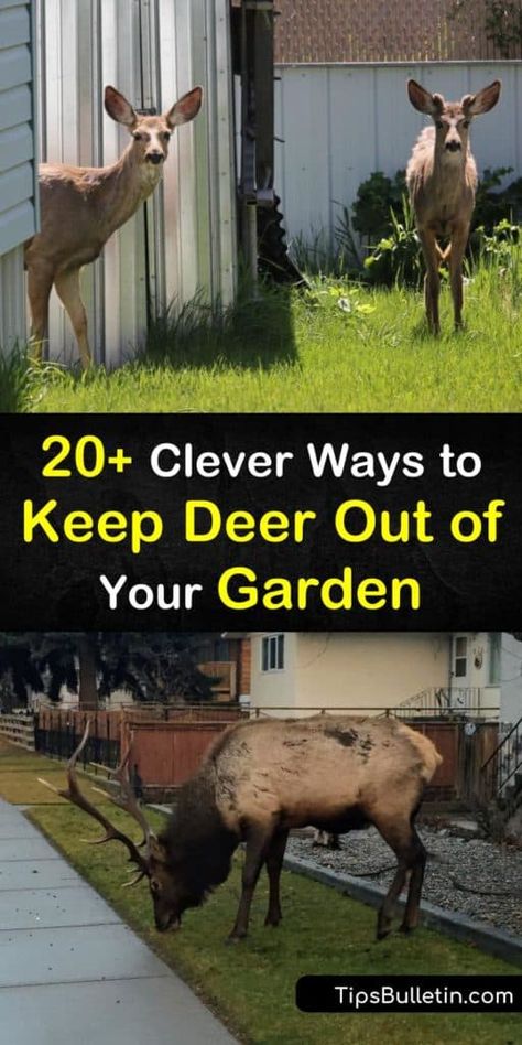 Discover the best solutions for how to keep deer out of your garden using a variety of methods. Try deer-resistant plants that turn deer away due to taste, smell, or touch. Find out how to install fishing line barriers and how sprinklers act as a deer repellent. #keep #deer #out #garden #pests Keep Deer Out Of Garden, Deer Resistant Landscaping, Deer Repellent, Deer Resistant Flowers, Deer Resistant Garden, Deer Repellant, Deer Resistant Perennials, Deer Proof, Deer Fence