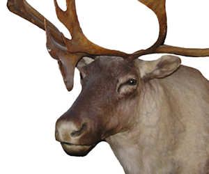 howtocleanstuff.net will show you how to clean just about anything...even Bambi's head. Deer Heads Mount, Deer Antler Crafts, Elk Head, Antler Crafts, Deer Mounts, Car Up, Vinegar Cleaning, Cleaning Guide, Household Cleaning Tips