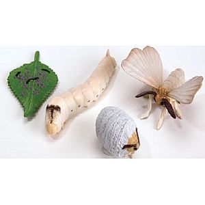 <p>Use these soft plastic silkworm life cycle figures to   teach children how this popular insect grows!</p>  <p>Four stages include eggs, larvae, pupa and adult   moth. Each piece is accurately sculpted and painted to   mimic a real silkworm during it's life cycle stages.</p>  <p>Size range approx. 2.5cm to 11cm</p>  <p>Age: 4 </p> | From Spotty Green Frog Silkworm Life Cycle, Cycle Stages, Microscopic Photography, Apron Sewing Pattern, Future Teacher, Senior Project, Sewing Aprons, Green Frog, Stage Set