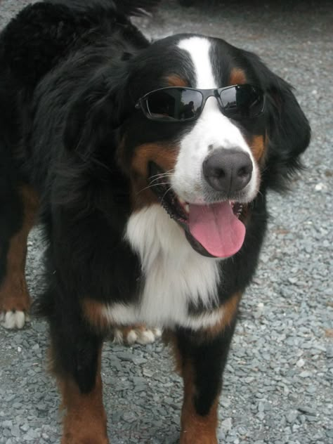 Burmese Mountain Dogs, Bernese Dog, Goofy Dog, Really Cute Dogs, Fluffy Dogs, Mountain Dog, Bernese Mountain, Silly Animals, Cute Dogs And Puppies