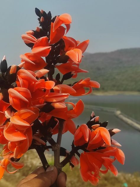 Palash Flower, Plants, Flowers