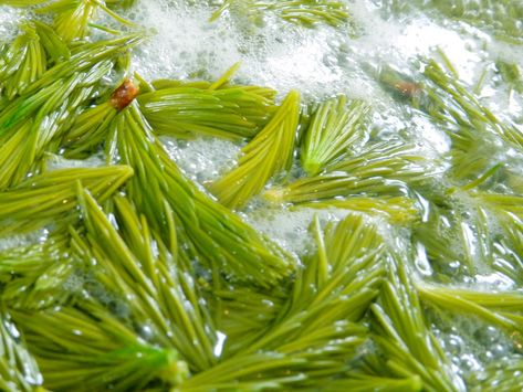 Drink Nature: Pine Tree Soda | GearJunkie Sprite Recipe, Pine Needle Tea, Spruce Tips, Soda Syrup, Healthy Cocktails, Soda Recipe, Flavored Syrup, Beer Recipes, Fermenting