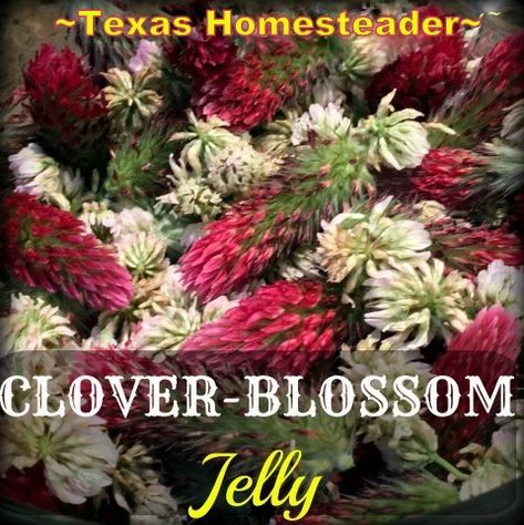 Clover Jelly, Clover Blossom, Crunchy Food, Crimson Clover, Natures Bounty, Sweet Clover, Jalapeno Jelly, Foraging Recipes, Homemade Jelly