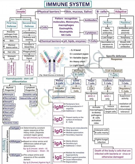 Oren Gottfried, MD (@OGdukeneurosurg) on X Immunology Study Notes, Immunity Nursing, Clinical Microbiology, Nursing School Studying Cheat Sheets, Microbiology Study, Biochemistry Notes, Nursing Board, Basic Anatomy And Physiology, Biology Classroom