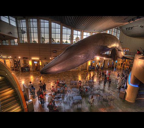 moving to Long Beach, CA to visit the aquarium of the pacific Monterey Bay Aquarium Aesthetic, Long Beach University California, Aquarium Of The Pacific, Long Beach Aquarium, Monterey Aquarium California, Butterfly Pavilion, Getty Villa, Aquarium Of The Pacific Long Beach, Monterey Bay Aquarium