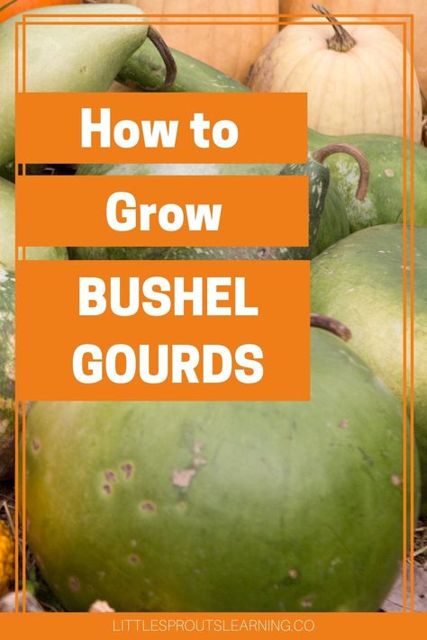 How To Dry Gourds, Bushel Baskets, Harvest Basket, Growing Gardens, Gourds Crafts, Sustainable Garden, Organic Gardening Tips, Garden Art Crafts, Heirloom Seeds