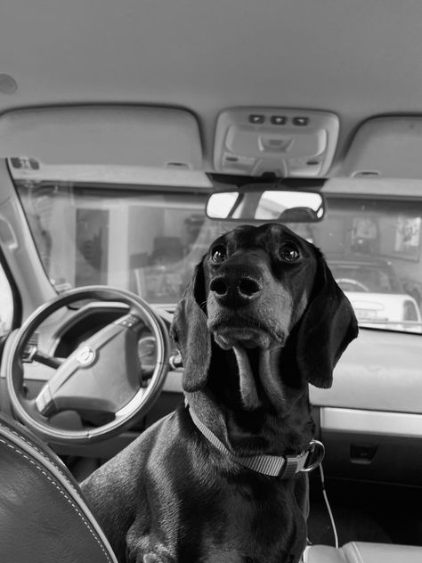 #dachshund #car #dog #aesthetic #cute #puppy Dachshund Aesthetic, Dog Aesthetic, Aesthetic Cute, Cute Puppy, Dachshund, Puppies, Vehicles, Dogs, Animals