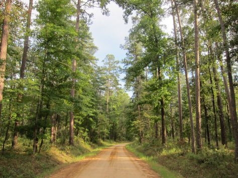 Davy Crockett National Forest | Texas Davy Crockett National Forest, Texas Forest, Lufkin Texas, Forest Life, Davy Crockett, Country Roads Take Me Home, Texas Girl, East Texas, South Texas