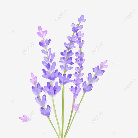 flores,flores,planta,flores frescas,púrpura,lavanda Flowers Perpul, Lilac Flowers Drawing, Purple Flowers Drawing, Purple Flower Drawing, Purple Flowers Clipart, Lavender Png, Lavender Drawing, Purple Flower Painting, Lavender Clipart