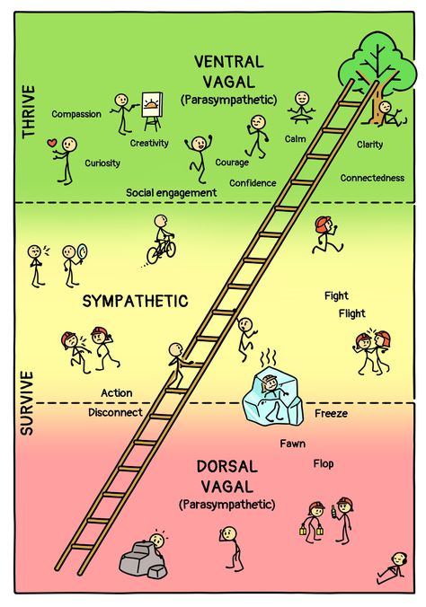 Self Energy, Vagal Nerve, Polyvagal Theory, All Body Systems, Counselling Tools, Internal Family Systems, Body Connection, Autonomic Nervous System, Family Systems