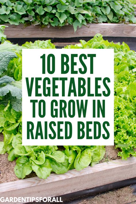 If you are looking for the best vegetables to grow in raised beds, then look no further. Here are the best vegetables for raised garden beds to get you started. Best Veggies, Best Vegetables To Grow, Vegetable Trellis, Fast Growing Vegetables, Types Of Lettuce, Florida Landscape, Best Vegetables, Vegetables To Grow, Types Of Tomatoes