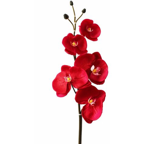 Real Touch Phalaenopsis Orchid Spray in Red Fuchsia3-4" Blooms x 39"... (105 MYR) ❤ liked on Polyvore featuring home, home decor, floral decor, filler, flowers, artificial flower arrangement, red home accessories, silk flower bouquets, petals silk flowers and red silk flowers Flor Tattoo, Orchid Photography, Red Orchids, Kunst Inspiration, Fake Flower, Phalaenopsis Orchid, Flowers Red, Lukisan Cat Air, Artificial Flower Arrangements