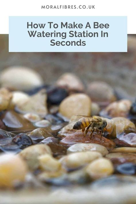 Here's how to make a bee watering station in seconds, using items from around your garden. How To Make A Bee Watering Station, Bee Hydration Station, Bee Drinking Station, Bee Watering Station, Water For Bees, Drinking Station, Bee Friendly Plants, Hydration Station, Water Station