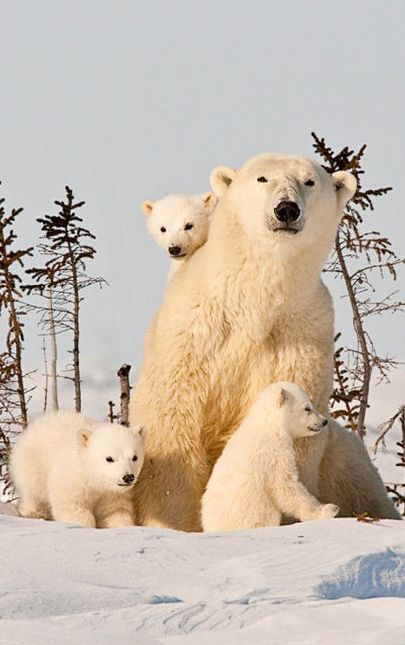 Churchill Wilderness Area of Wapusk National Park in Manitoba, Canada • photo: Robert Sabin on NatureScapes Urs Polar, Wild Animals Pictures, Sweet Animals, Animal Planet, Animal Photo, Nature Animals, 귀여운 동물, Animals Friends, Beautiful Creatures