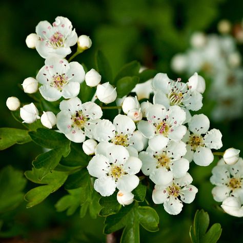 Hawthorn Flower Tattoo, Hawthorne Plant, Common Hawthorn, Hawthorne Flower Tattoo, Flower Tattoo Stencil, Hawthorne Flower, Hawthorn Flower, Crataegus Monogyna, Flower Tattoo Stencils