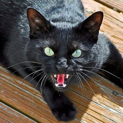 Angry Cat, Cat Pose, A Black Cat, Cat Facts, Warrior Cat, Warrior Cats, Cat Face, Cat Drawing, Beautiful Cats